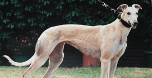 Remember when: Kedo's Millie won the 1996 SA Oaks