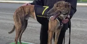 Runway Bono wins NZ's Group 2 Nancy Cobain Distance Final