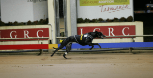 Tasmanian greyhound meetings now closed to the public