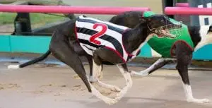 Brueghelino dazzles in Group 1 Hume Cup heat