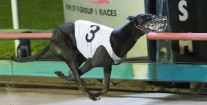 Western Australian duo primed for Group 1 Australian Cup heats