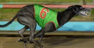 Bravo's bonny bitch ready to strike in Group 1 Topgun