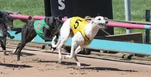 True Talent stuns connections to qualify for The Great Chase