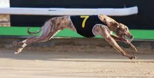 Baa Man the one to beat in Thursday's Brian Johnstone Final