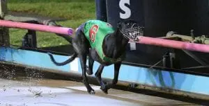 Crash Bandicoot gives Azzopardi second Vic Peters in three years
