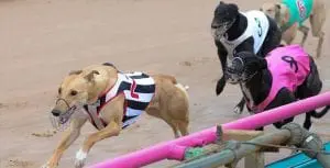 Great Chase reaches its conclusion at the Meadows