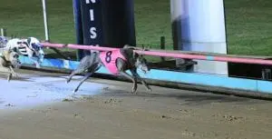 Veteran trainer looking for career milestone in Melbourne Cup