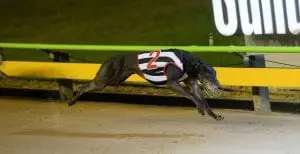 Striker Light sensational in 2018 Group 1 Temlee