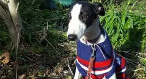 The good from the bad: owner praises GRV for saving puppies