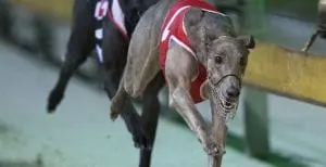 Royal Turbo too slick for rivals in Golden Easter Egg heat