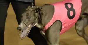 Jimmy Newob out to break group race hoodoo in Horsham Cup