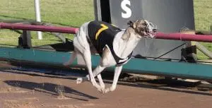 Association Cup place getter Rippin' Sam sold to America for $500k