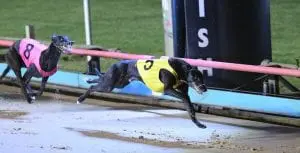 Tuggeragh out to score an upset in Friday’s Group 2 Traralgon Cup