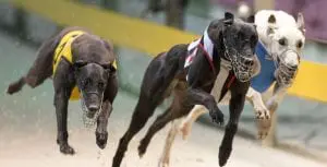 Up Hill Jill’s baby brother to tackle National Derby series