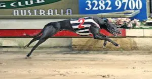 TopBetta offer massive odds for Slick to win the Paws of Thunder