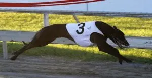 Opawa Rooster does it all the way in Group 2 Canty Futurity