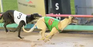 Cranbourne King Mossimo Bale headed for the Australian Cup