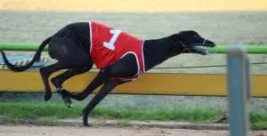 Beast Unleashed ready to Launch in group 2 feature