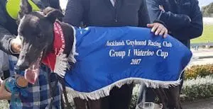 Paddy looking to hit the bigtime in Group 1 NZ Derby