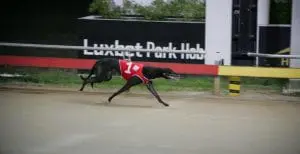 Elsey Gregg hits purple patch of form at Hobart