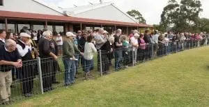 Mt Gambier Greyhounds