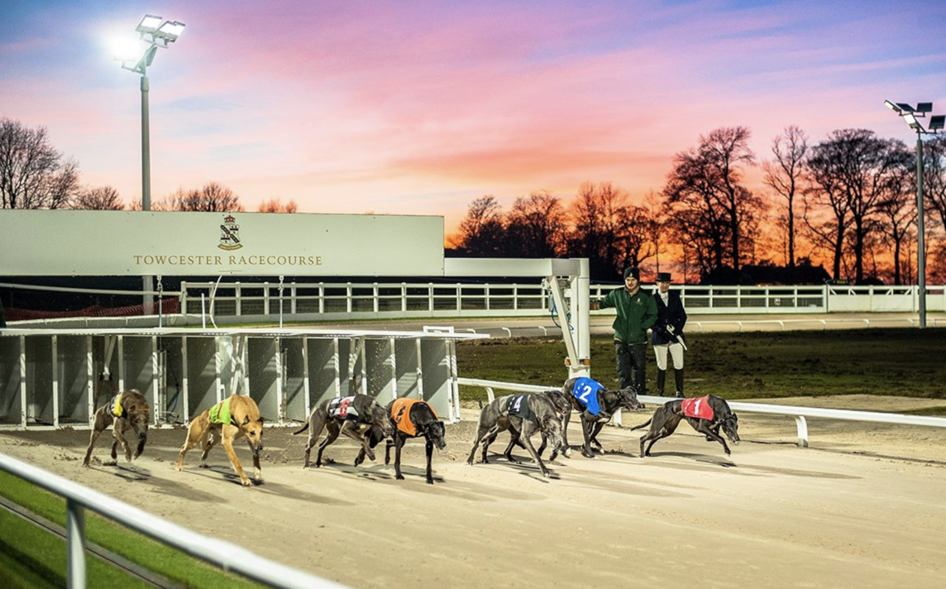 UK greyhound racing news