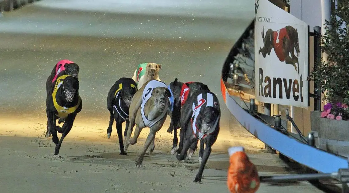 Greyhound Racing Australia