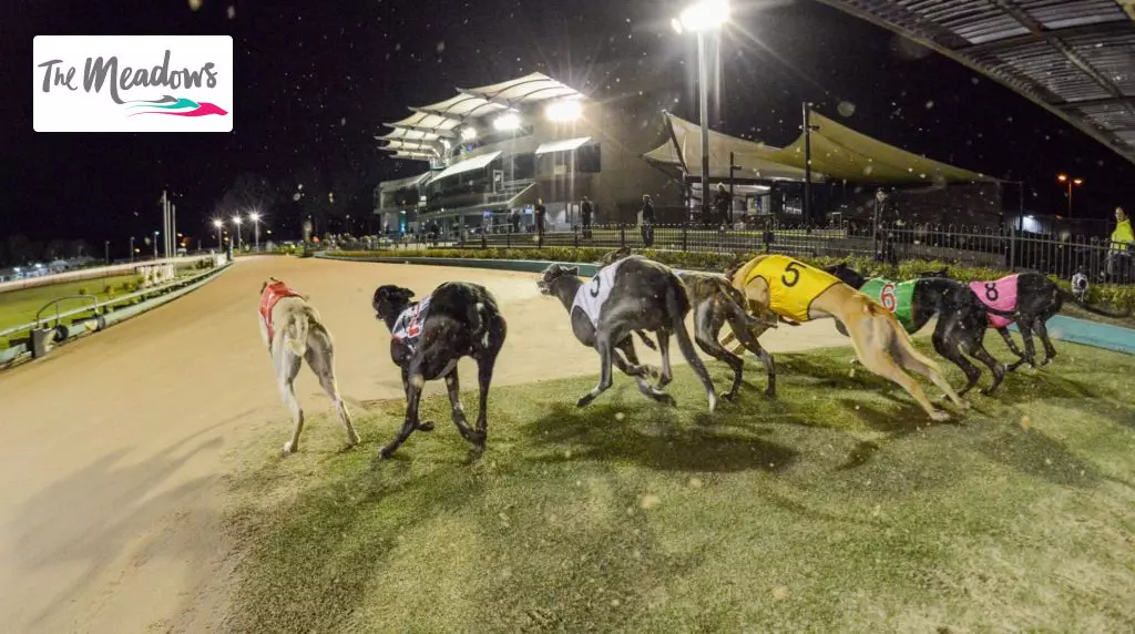 The Meadows Greyhound Track