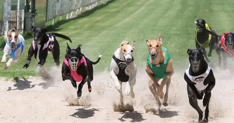 Capalaba Greyhound Racing Club