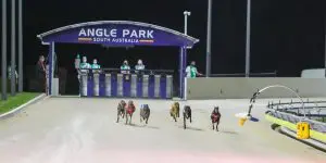 Horses to copy greyhounds - perhaps