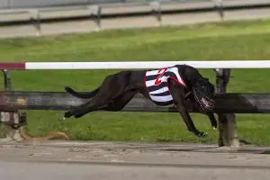 Jungle Deuce wins Gold Bullion