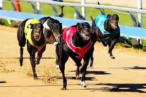 Greyhound racing at Rockhampton