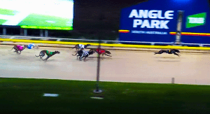 Weblec Star claims Angle Park's Easter Cup final for Neville Loechel