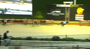 Mepunga Ruby throws down the gauntlet to aspiring stayer Zipping Kansas