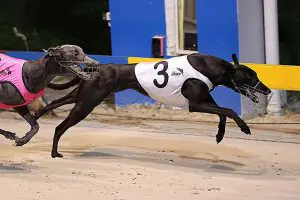 Good Odds Cash ready to face biggest rival She's A Pearl