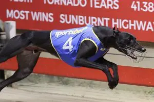 Simply Limelight is ready for the National Sprint Championships