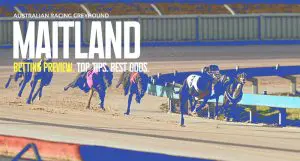 Maitland Greyhound Tips - April 11