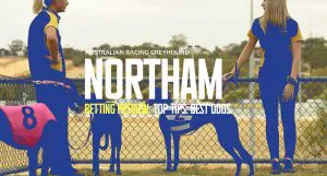 Northam greyhound tips and best bets Monday 29/4/24