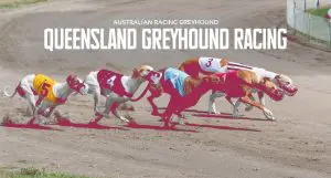 Queensland greyhound racing integrity gets new Racing Appeals Panel