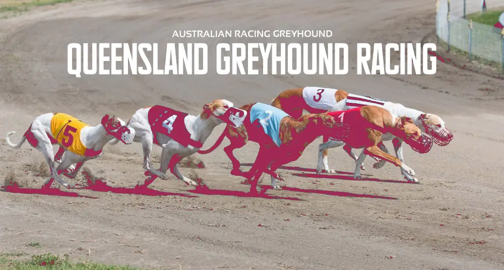 Queensland greyhound racing