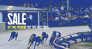 Sale greyhound tips