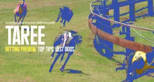 Taree greyhound tips