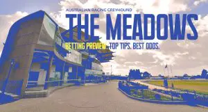 The Meadows Betting Tips and Greyhound Preview