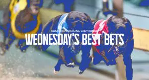 Greyhound betting tips