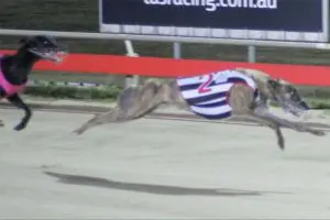 Fernando Mick wins the Hobart Thousand