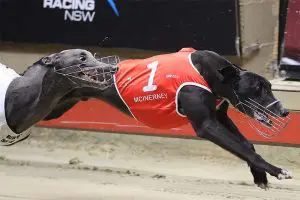 McInerney is a prime contender for The Phoenix on Saturday night.