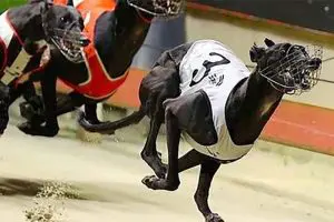 Our Amelia will race in the Six-Hundy final on Saturday.