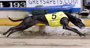Magistrate has qualified for the semi finals of the Million Dollar Chase