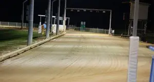 Townsville greyhounds