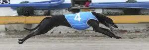 Van Helsing blitzes competition for 9 length win in QGold heats
